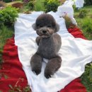 LIKE FRISE 이미지