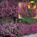 옥천(서울) 이미지