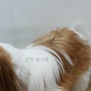 광명해수 네이버블로그