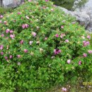 보리밭사이길로 이미지