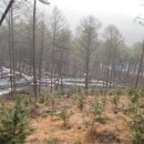 용인자연휴양림 이미지