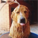 샤워하는 강아지 이미지