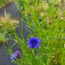 하모리-22 이미지