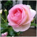 김치로R | 삼성 김치냉장고 용량 사이즈 4도어 1도어 비스포크 사용 후기