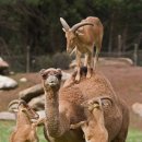 나도나도 이미지