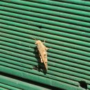 괘법한신유치원 Daum카페