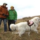 들려오는 과거이야기랑 사생활 소문이 장난아닌 양파견 "상근이" 이미지