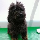 석동물병원 이미지