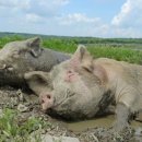 우리삼겹살 이미지