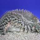 싱싱다육그린원 이미지