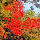 오대산 노인봉(진고개~노인봉~낙영폭포~백운대~구룡폭포~소금강분소~소금강산버스주차장 14k) 블랙야크...