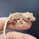 라피스게코 이미지