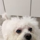 눈이튼튼 동물병원 이미지