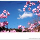 곡성-148 Daum카페