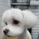 오늘도 귀엽개 이미지