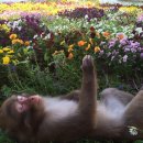 한마음 무료급식소 | 인생은 꽃구경처럼 ...