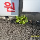 민들레 협동조합