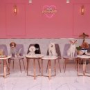 댕댕그라운드 이미지