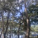 솔바람야영장 | 남해여행, 남해 바다 수영, 송정 솔바람해수욕장 방문 후기