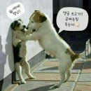 멍,멍# 이미지