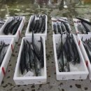 팔딱팔딱 이미지