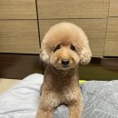 도그라움 이미지