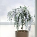 로즈마리 화원 이미지