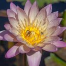 수련(睡蓮, Water Lily) 이미지