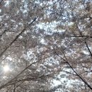 RE:올팍에서의 봄~~//꽃잎처럼 날리겠지... 이미지