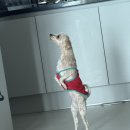 빨리펫 | 강아지 덴탈껌 추천! 펫베오 푸디부 반반츄 감자·밤톨이 급여 후기