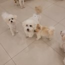 일산애견호텔 애견유치원 맘바이 일산점 | [일산애견호텔] 맘바이 일산점 이용 후기 – 처음엔 망설였지만 결과적으로 가장 만족했던 선택이에요~