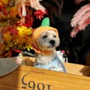 피개행개 이미지