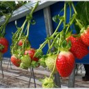 행복한 딸기농장 이미지