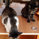 낭만고양이 - 북구 화암1길 34 | 낭만고양이