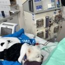 전남대학교 동물병원 이미지