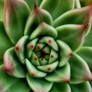 라온하제 이미지