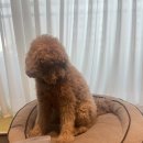 댕댕펍 | 의정부 강아지간식 내새끼 취향저격