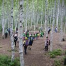 자작나무이야기 이미지