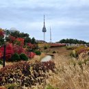 문헌공원 | 서울 단풍 명소 추천! 실시간 남산 단풍 구경 백범광장공원