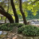 민들레울 이미지