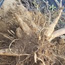 농심퇴비 이미지