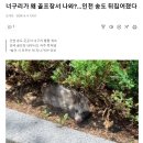 너구리가 왜 골프장서 나와?…인천 송도 뒤집어졌다 이미지