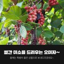 거창 하늘농원
