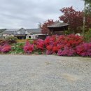 나리가펜션 | 정선펜션·정선단체펜션으로 만족도 높았던 하늘나리펜션, 구미정계곡펜션 추천 후기