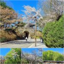 세계문화유산인 남한산성의 봄을 함께 합니다(4/9). 이미지