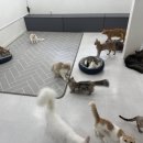 냥이는꿀꿀 이미지