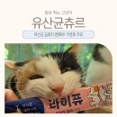 고양이 유산균 츄르 추천｜토끼똥 고민 집사가 선택한 라이퓨 후기