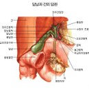 ＜내과＞ 담낭에 있는 담석... 이미지