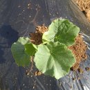 뱃말경로당 이미지