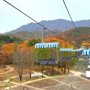 산들바다김밥 | 11월 과천 서울대공원 단풍 현황 (스카이리프트 &amp; 과천 국립현대미술관)